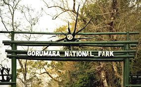 Gorumara Wildlife Safari