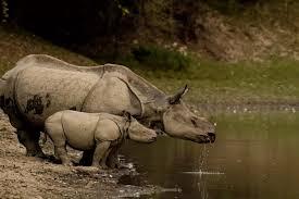Kaziranga Wildlife Safari