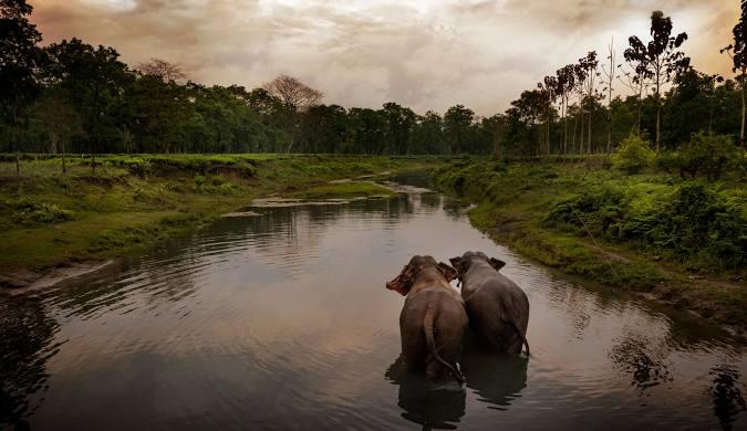 Manas Jungle Safari (Assam)