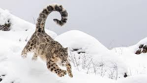 Snow Leopard Expedition (Spiti)
